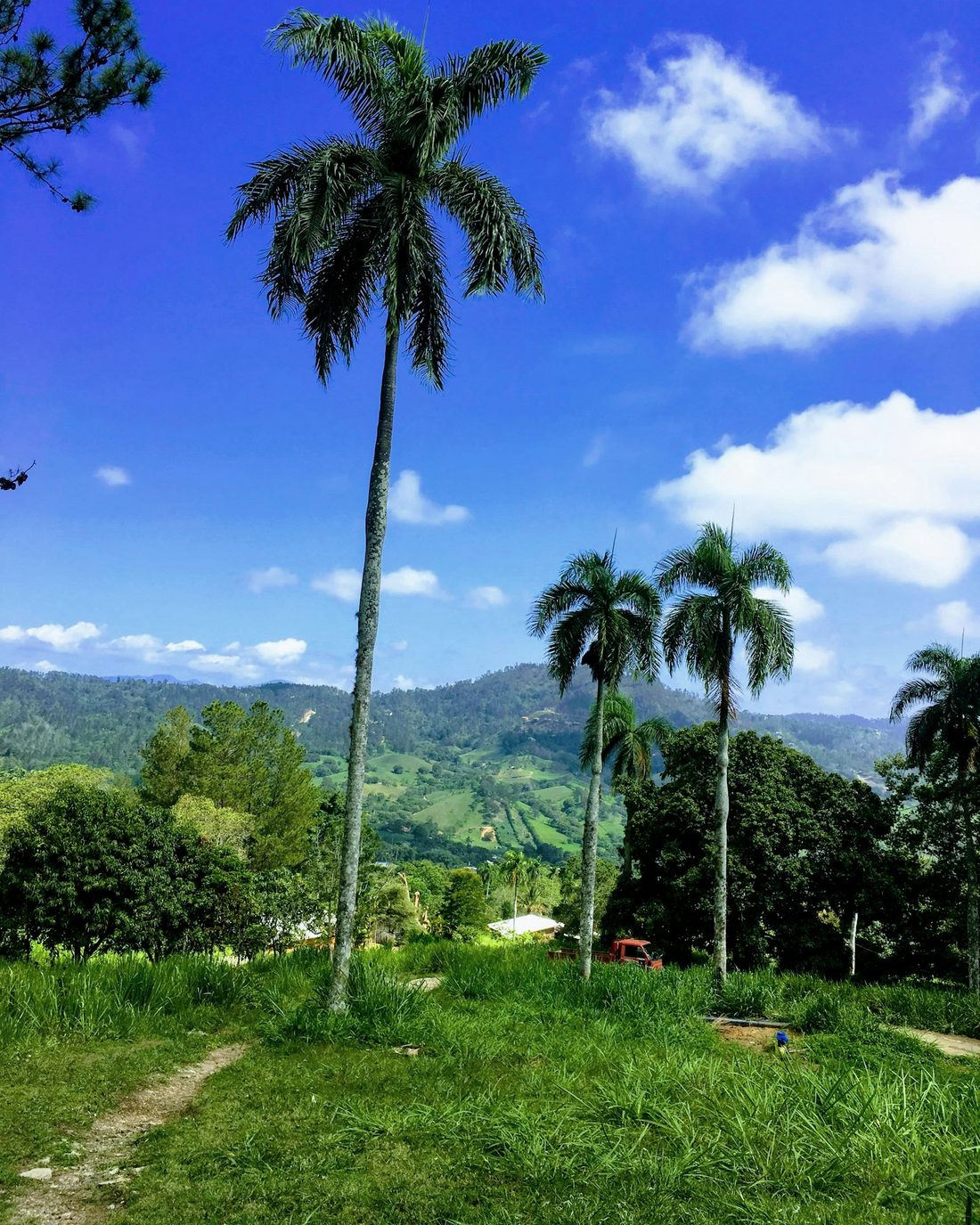 Finca con palmas reales (imagen ilustrativa)